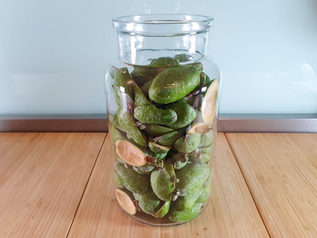 Feijoa fizz 3 Large glass jar filled with feijoa skins.