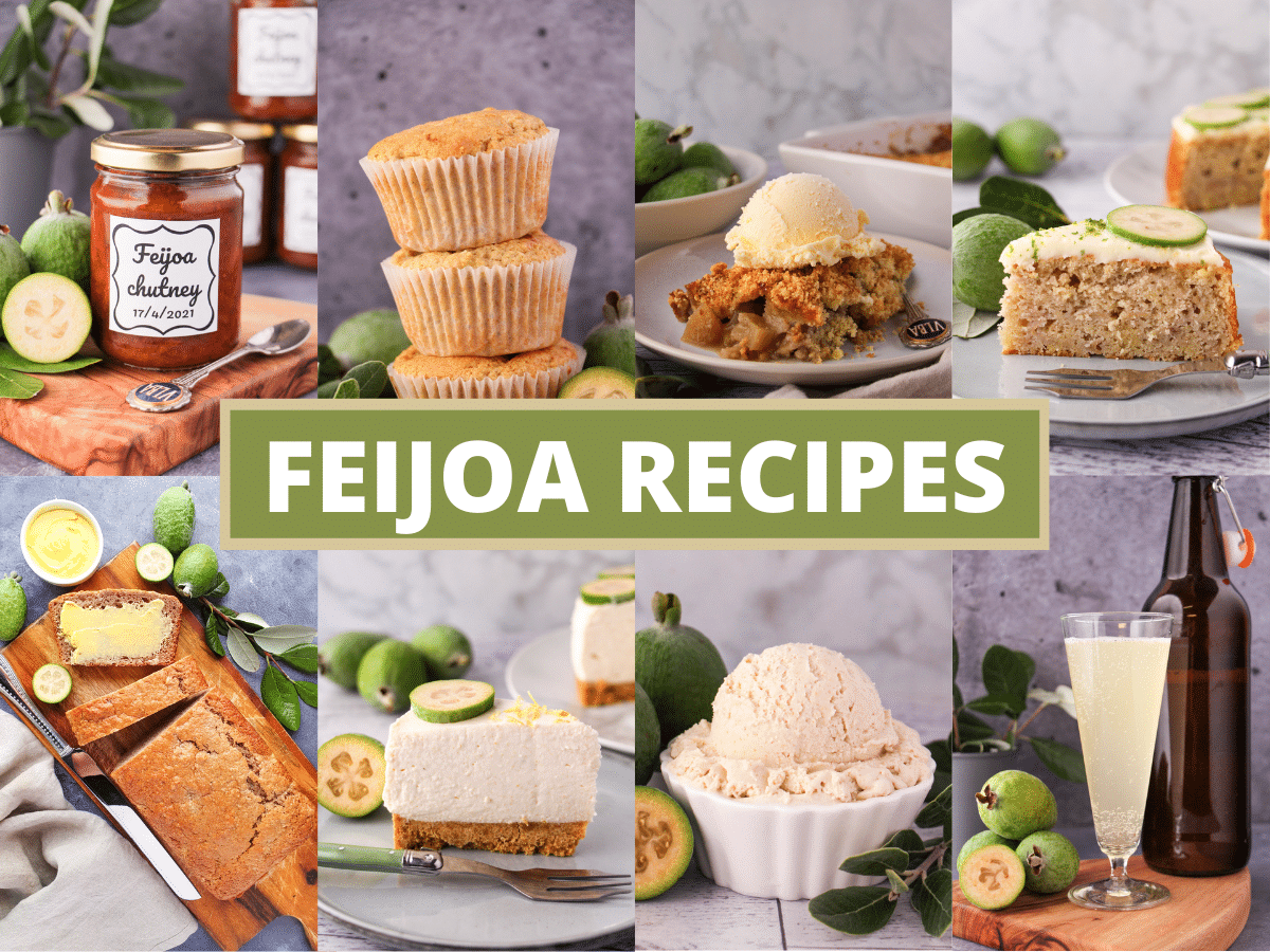 Feijoa recipes 1 Collage of pictures of feijoa recipes, feijoa chutney, feijoa muffins, feijoa crumble, feijoa cake, feijoa loaf, feijoa cheesecake, feijoa ice cream and feijoa fizz, with text overlay, feijoa recipes.